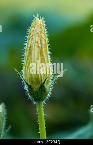 Courgette ou courgette jaune gros plan sur fond de bokeh vert Banque D'Images