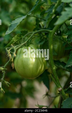 Tomates vertes immatures sur une branche près du jardin. Dans des conditions naturelles Banque D'Images