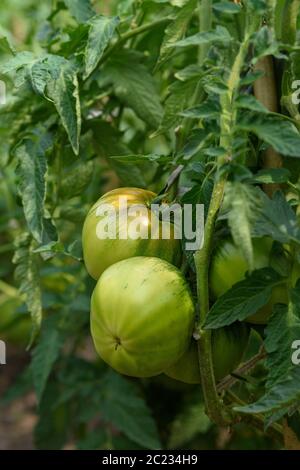 Tomates vertes immatures sur une branche près du jardin. Dans des conditions naturelles Banque D'Images