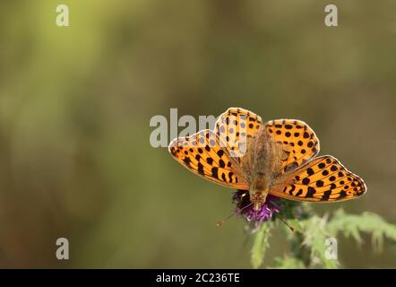 Petit papillon en nacre Issoria lathonia pris à Sandhausen Banque D'Images