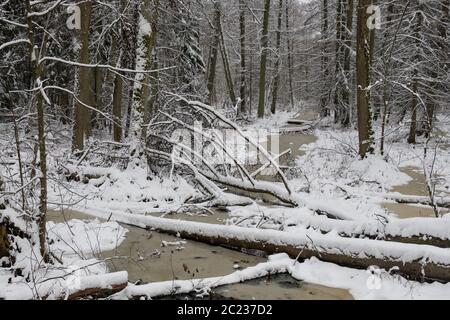 Le passage de la rivière petite forêt gelée peuplement mixte, la forêt de Bialowieza, Pologne, Europe Banque D'Images