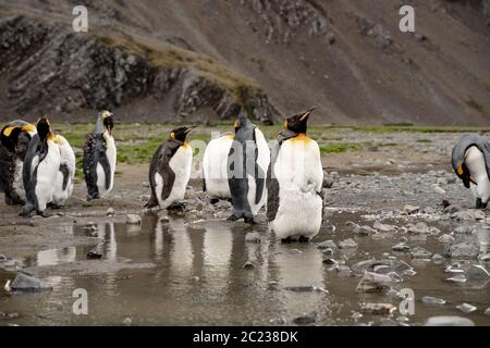 Pingouins roi en antarctique réfléchissant dans une flaque , Fortuna Bay South Georgia 2020 Banque D'Images