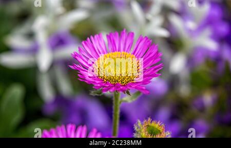 Gros plan de Marguerite jaune et violette comme une fleur - Erigeron Banque D'Images