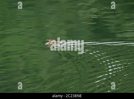 Sungrebe (Heliornis fulica) adulte femelle nageant dans le lac Honduras février 2016 Banque D'Images