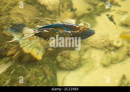 Bleu anneau angelfish poisson marin.Pomacanthus annularis .anneau bleu Banque D'Images