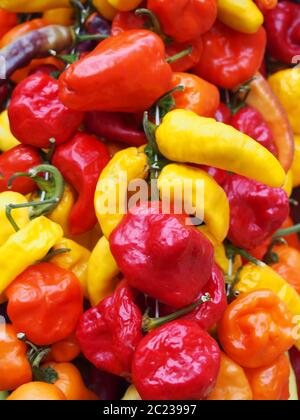 gros plan de poivrons colorés et variés dans des tons de rouge, d'orange et de jaune Banque D'Images