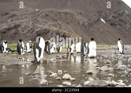 Pingouins roi en antarctique réfléchissant dans une flaque , Fortuna Bay South Georgia 2020 Banque D'Images