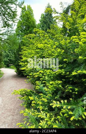 Branches de conifères à feuilles persistantes dans un parc de la ville. Jardinage et aménagement paysager avec arbres et plantes décoratifs. Banque D'Images