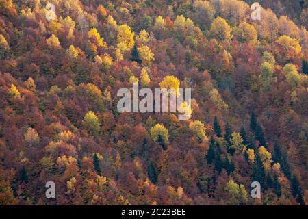 Couleurs d'automne dans les montagnes du Caucase en Géorgie, dans le Caucase Banque D'Images