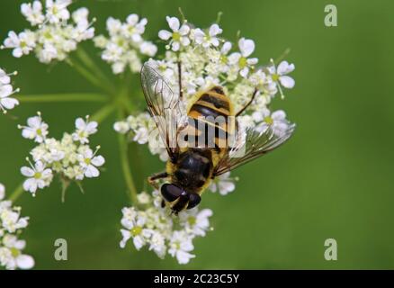 Tête de mort Myathropa florea Banque D'Images