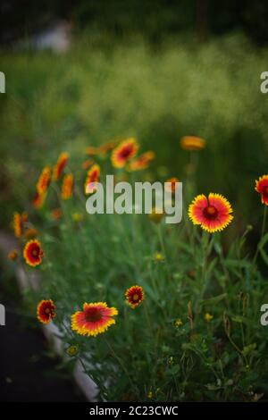 Les fleurs jaunes orange poussent en soirée d'été, gros plan ouvrent des bourgeons vifs, bokeh d'art. Banque D'Images