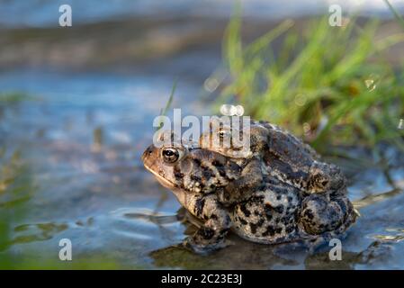 Grenouille transportant des jeunes à l'arrière Banque D'Images