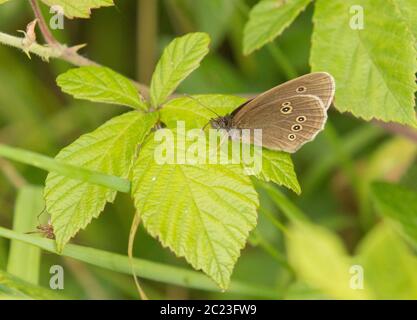 Ringlet Butterfly, perchée sur une feuille dans la campagne britannique Banque D'Images