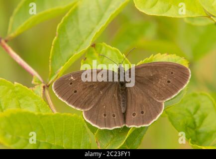 Ringlet Butterfly, perchée sur une feuille dans la campagne britannique Banque D'Images