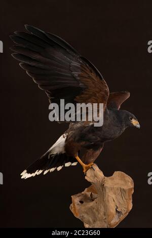 Portrait en studio d'un oiseau de proie de près, le faucon de Harris (Parabuteo unicinctus) assis sur un tronc d'arbre avec un fond marron et noir Banque D'Images