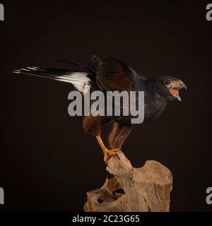 Portrait en studio d'un oiseau de proie de près, le faucon de Harris (Parabuteo unicinctus) assis sur un tronc d'arbre avec un fond marron et noir Banque D'Images