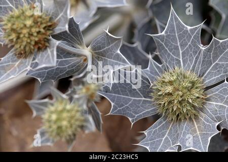 Chardon de plage d'Eryngium maritimum Banque D'Images