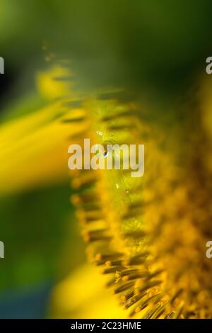 tournesol en été - avec abeille Banque D'Images