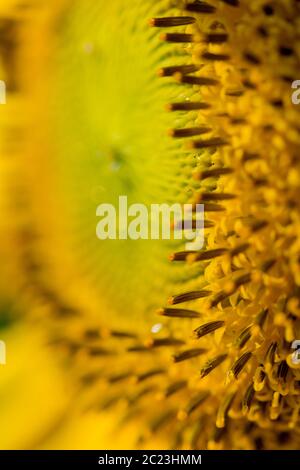 tournesol en été - avec abeille Banque D'Images