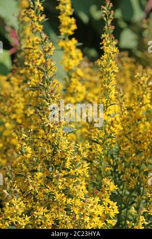 Tige dorée ordinaire Solidago virgaurea Banque D'Images