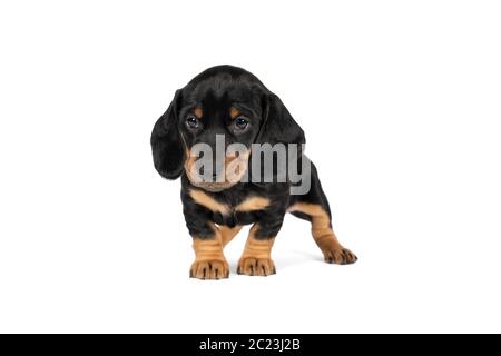 Portrait d'un dachshund noir et brun clair isolé sur un fond blanc Banque D'Images