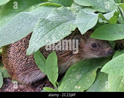 Oursin brun erinaceus europaeus dans le jardin Banque D'Images