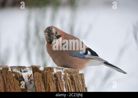 jay eurasien à la recherche de nourriture en hiver Banque D'Images