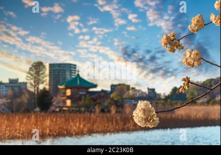 Tiges de lotus séchées et sususuki dans l'étang Shinobazu devant le temple octogonal Bentendo entouré de cerisiers en fleurs avec gratte-ciel Banque D'Images