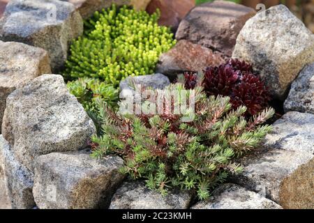 Petit jardin en pierre avec des succulents Banque D'Images