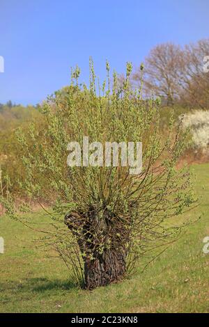 Des pâturages en fleurs dans la réserve naturelle de Wagbachnieende près de Waghà¤usel Banque D'Images