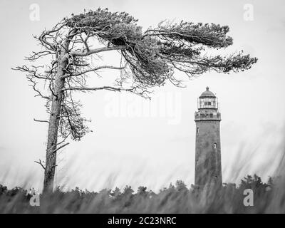 Phare allemand avec pin ardoise et de l'herbe sèche contre un ciel nuageux. Banque D'Images