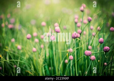Fleurs violettes dans l'herbe verte Banque D'Images