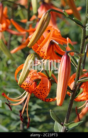 Fleurs du Lilium lancifolium tigre Banque D'Images