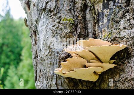 Dessous de brown champignon poussant hors de l'écorce des arbres. Banque D'Images