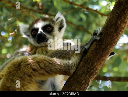 Portrait du lémurien à queue circulaire Lemur catta aka King Julien dans la réserve communautaire d'Anja à Manambolo, Ambalavao, Madagascar Banque D'Images