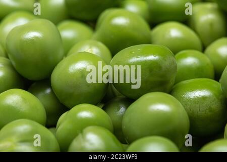 Macro de fond de pois verts. Pisum sativum Banque D'Images