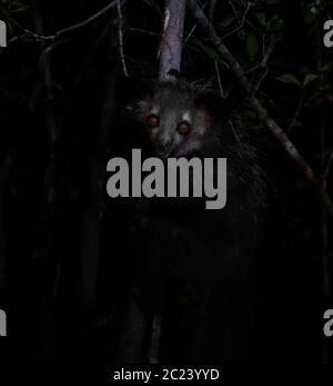 Portrait nocturne de Daubentonia madagascariensis aka Aye-Aye lemur, région d'Atsinanana, Madagascar Banque D'Images