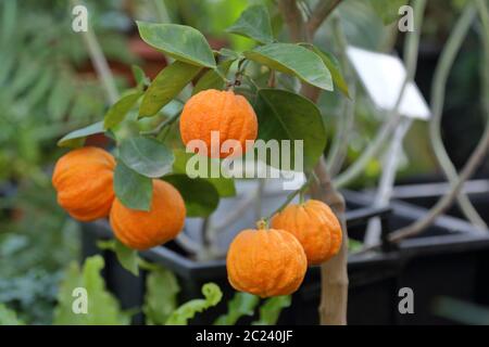 Fruit de mandarine sauvage sur un arbre dans un parc de la ville Banque D'Images