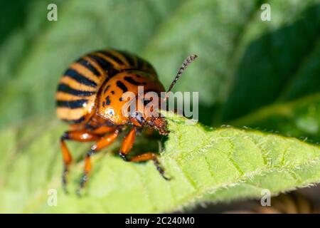 Insectes de pomme de terre sur le feuillage de la pomme de terre dans la nature, fond naturel, macro image Banque D'Images