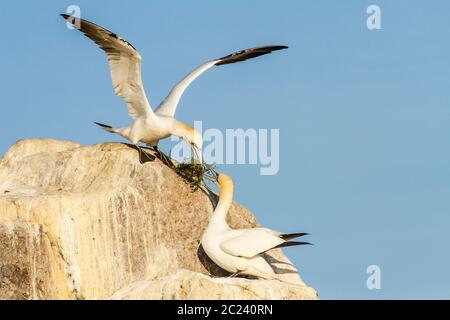 Une paire de Gannet du Nord (Morus bassanus) passant par des matériaux de nidification, île Great Saltee, Irlande Banque D'Images