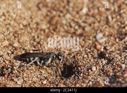 Guêpe de plomb Pompilus cinereus sur la dune Pflege schönau à Sandhausen Banque D'Images