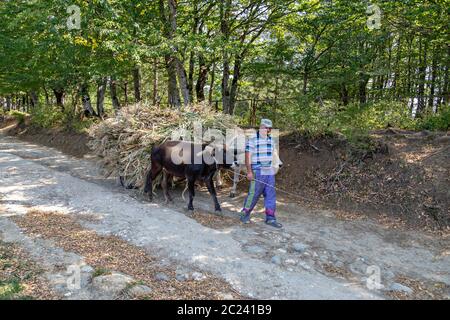 Agriculteur géorgien transportant des tiges de maïs et des mauvaises herbes sur son chariot à ânes, à Katskhi, en Géorgie Banque D'Images