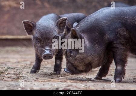 Mini cochon noir de la race vietnamienne sur sty. Curieux petit porcelet sur une ferme regardant la caméra. Un groupe de porcelets noirs jouant dans le pigsty o Banque D'Images