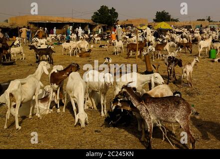 Moutons et autres animaux d'élevage sur le marché local des bovins d'Agades, Air, Niger Banque D'Images