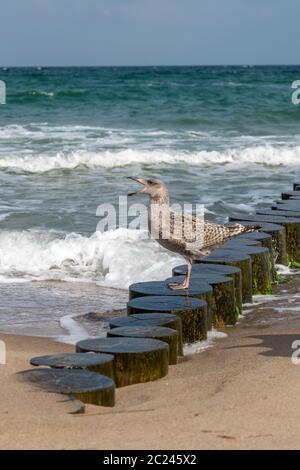 Goéland brun est de crier sur un poteau en bois sur la plage de sable de la mer Baltique Banque D'Images