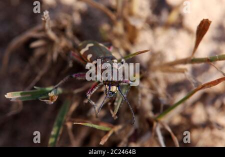 Le dunaire de sable Cicindela hybrida frontal de Saugfergbuckel à Walldorf Banque D'Images