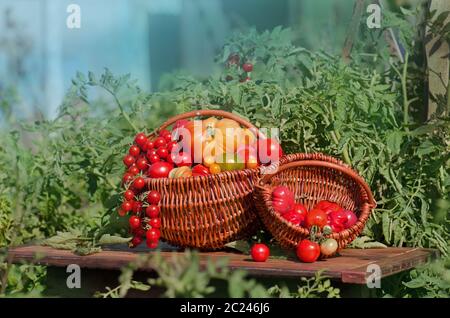 Différentes tomates dans des paniers près de la serre. Récolte de tomates en serre. Concept de produit naturel. Banque D'Images