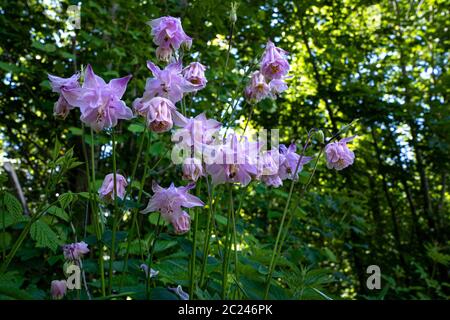 Fleur sauvage avec fleurs rose lilas dans la forêt - Aquilegia vulgaris - commune columbine Banque D'Images