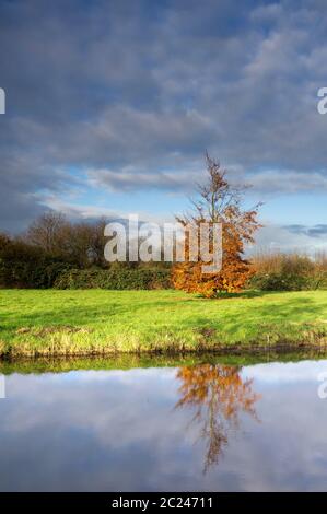 Arbre de couleur automnale se reflétant dans un étang près du village Oud-Albla dans la région hollandaise Alblasserwaard Banque D'Images