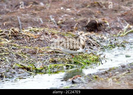 Ruddy turnstone à la recherche de nourriture dans la mer baltique Banque D'Images